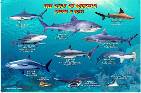 Gulf Of Mexico Sharks And Rays Card Franko Maps