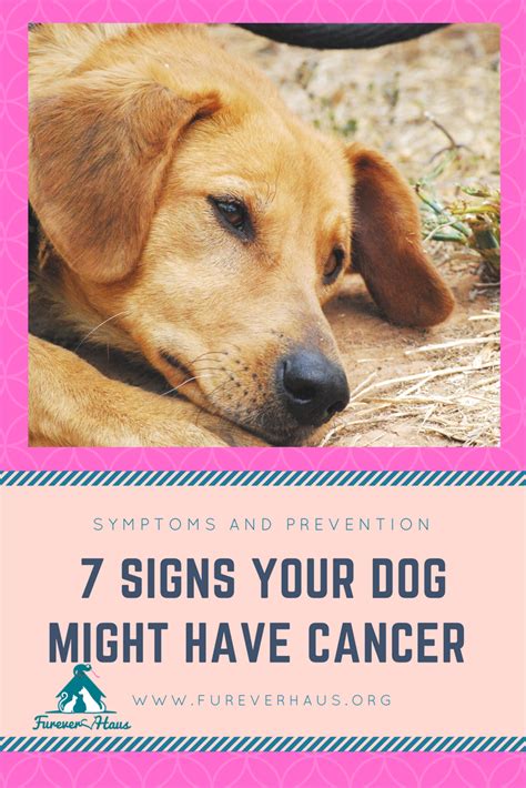 But in most dogs, bone cancer shows up slowly, often over a few months. Dog Cancer affects 50% of all senior dogs, Canine Cancer ...
