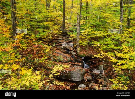 Green Mountain National Forest Vermont Hi Res Stock Photography And