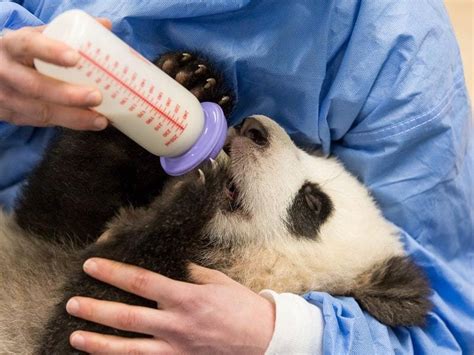 Video Hungry Panda Twins Hand Fed By Keepers At Zoo Berlin Guernsey