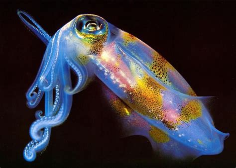 Bioluminescent Squid Cr Ature De Mer Profonde Animaux Aquatiques