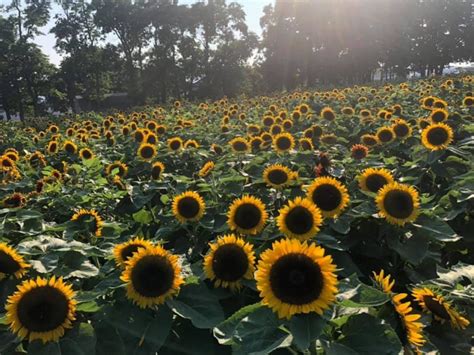 6 Places For The Best Sunflower Field Long Island Fruit Picking Farms