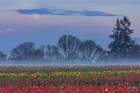 Foggy Tulips At Dawn Woodburn Oregon Kris Sproul Photography