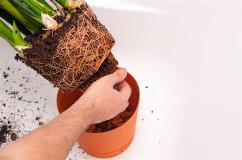 Why Your Plants Suddenly Die And How To Save Them Aumann S