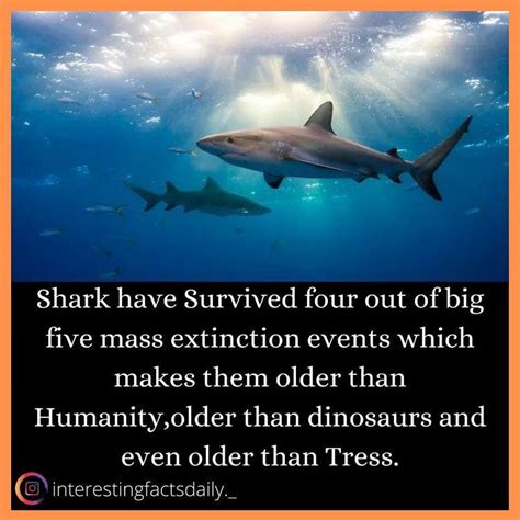 Sharks Are Older Than Humanity The Dinosaurs And Trees R