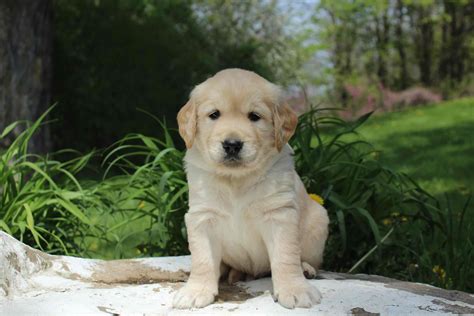 Hidden Acres Farm Golden Retriever Puppies For Sale In Penn Yan Ny