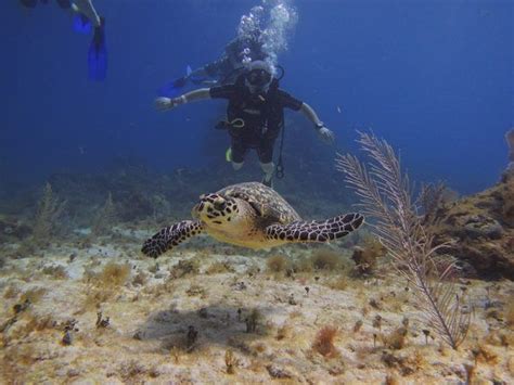 Por Que Excursiones Riviera Maya No Nada Con Tortugas En Akumal