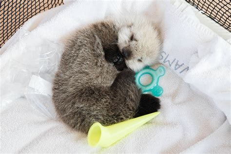 Maybe you would like to learn more about one of these? Vancouver Aquarium's baby otter cam is the dose of Monday ...