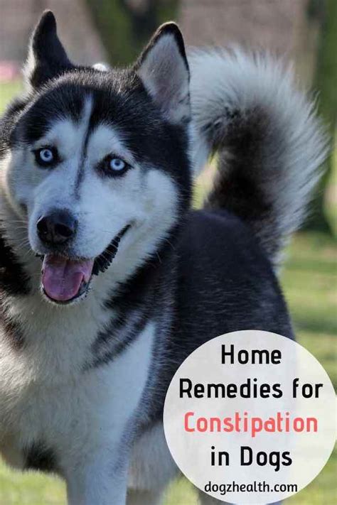 A good diet that is low in grain is great for a dog that is prone to bowel problems. Dog Constipation Remedies | Home Remedies for Constipated Dogs