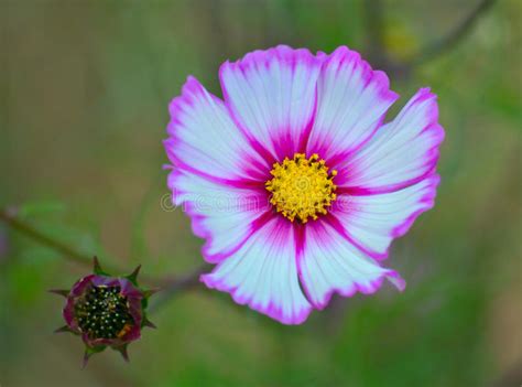 Cosmos Flower Stock Image Image Of Petal Summer Macro 36359899