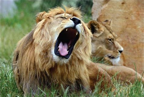 Lions At Risk Of Extinction Report Shanghai Daily