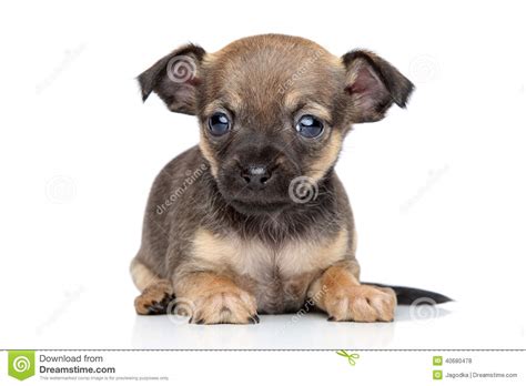 Chihuahua And Toy Terrier Mixed Breed Puppy Stock Photo Image 40680478