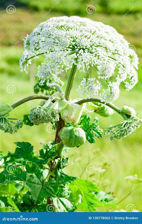 Poisonous Blooming Giant Weed Hogweed Stock Photo Image Of Homeopathy