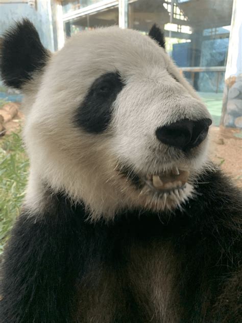 Panda Updates Wednesday April 15 Zoo Atlanta