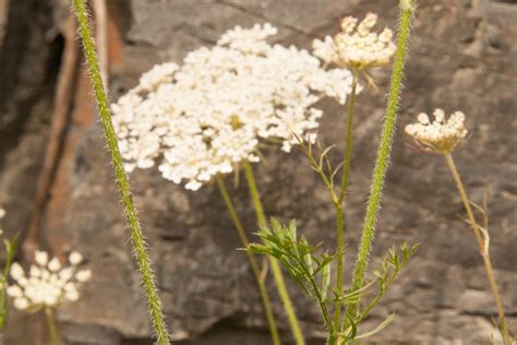 Learn How To Identify Queen Annes Lace Then Play With It In The Kitchen