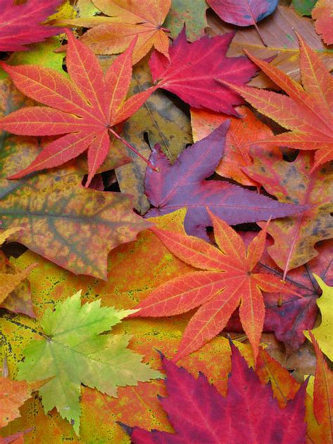 Colorful Autumn Leaves Pictures Photos And Images For