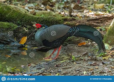 Male Siamese Fireback Standing Near Small Pond To Drink Water Stock