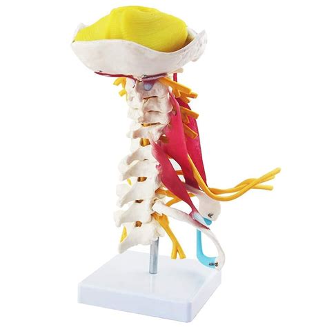 Buy Anatomy Model Human Cervical Spine Model With Muscles Cervical