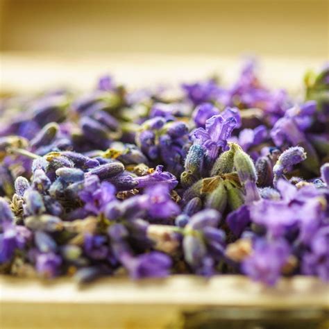 Lavender Dried Flowers Over 1 Oz Dried Lavender Buds Usda Etsy