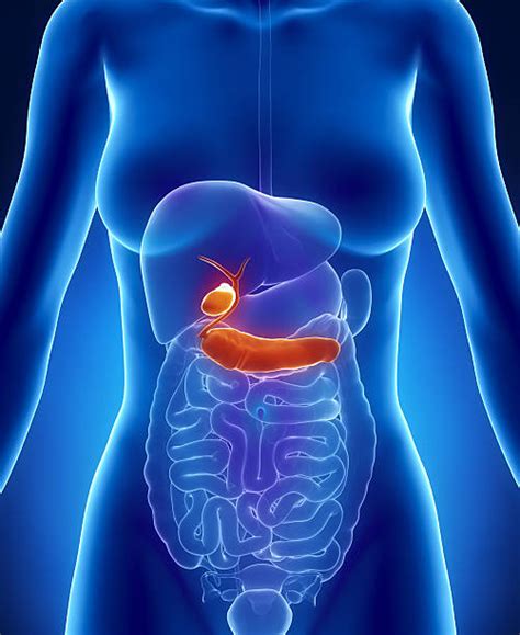 Best Biliary System Stock Photos, Pictures & Royalty-Free ...