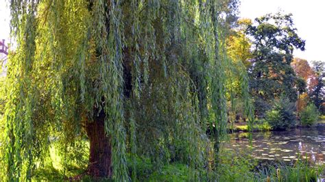 Our Small Weeping Willow Trees In Pots Youtube