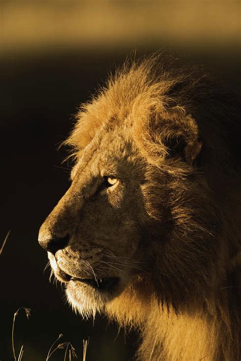 Adult Male Lion Panthera Leo Profile By Adam Jones
