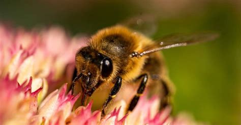 Mason Bee Vs Honey Bee What Are The Differences Imp World