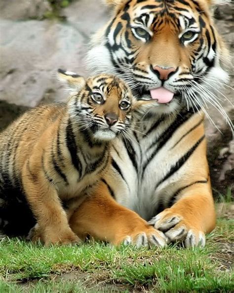 Tiger Mom Blep Rblep
