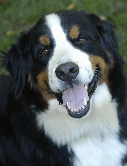 Close Up A Black With White And Tan Bernese Mountain Dog Is Sitting