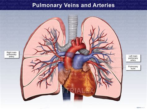 Pulmonary Arteries Veins Arteries And Veins Arteries Pulmonary My Xxx