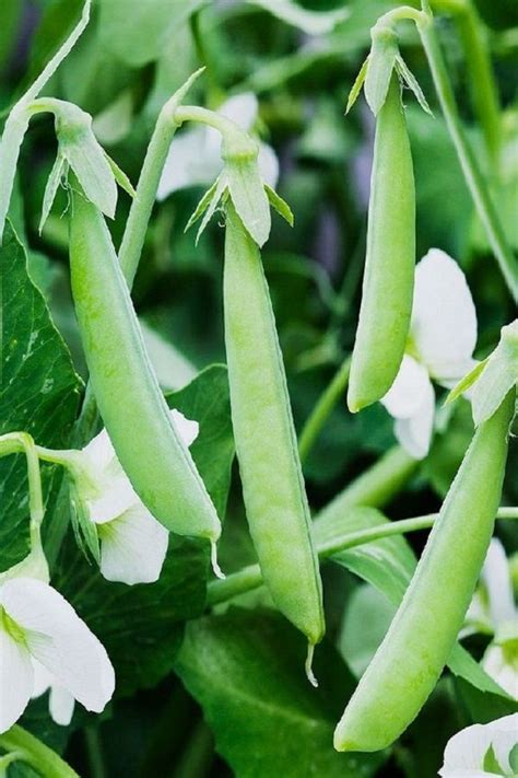 We will let you know about: Growing Green Peas-There Are Many Reasons Fоr Grоwing ...