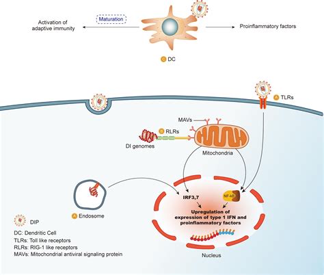 Frontiers The Antiviral And Antitumor Effects Of Defective Interfering Particles Genomes And