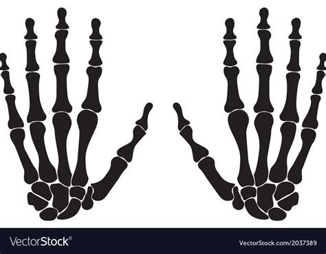 Bones Of The Hand Royalty Free Vector Image Vectorstock