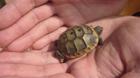 Schildkröten gibt es viel länger auf unserem planeten als un selbst. "Baby-Schildkröte" Papillon Belvil Hotel (Belek ...