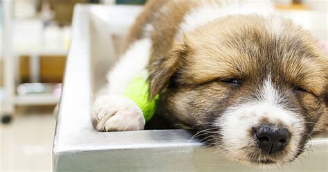 Get directions, reviews and information for complete pet care at heritage in wake forest, nc. One Sick Puppy: 7 Puppy Illnesses To Look For - Care.com