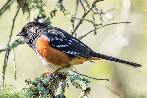 Spotted Towhee Audubon Field Guide