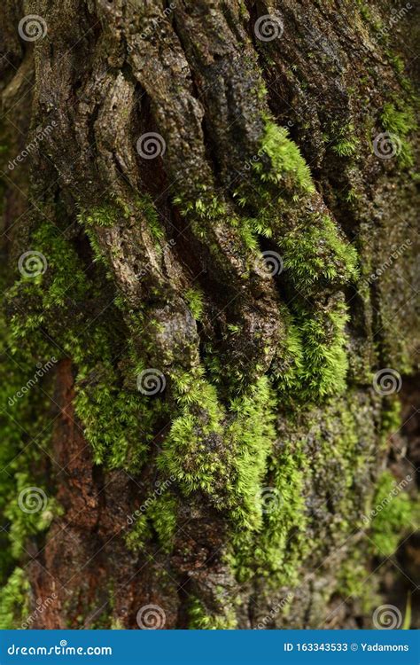 Green Moss On Bark In Rainforest Tropical Nature Environment Ecosystem