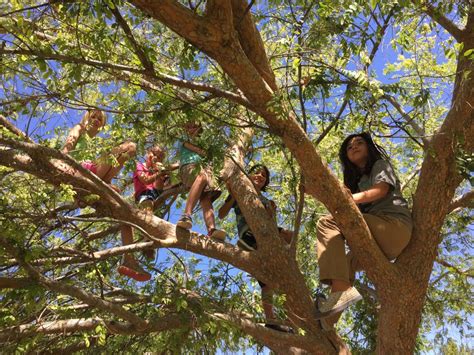 Climbing Trees Awakening Seed School