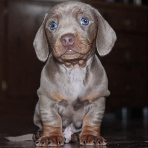 55 Louisiana Dachshund Puppies For Sale Photo Bleumoonproductions