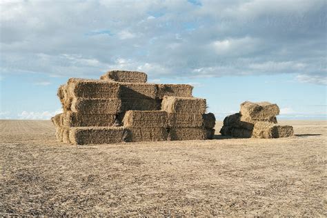 Pile Of Stacked Hay Bales On Farmland Del Colaborador De Stocksy
