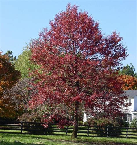 Brown, the wisconsin supreme court held that a claimant's damages. How to be Successful with Your Ornamental Tree Landscaping ...