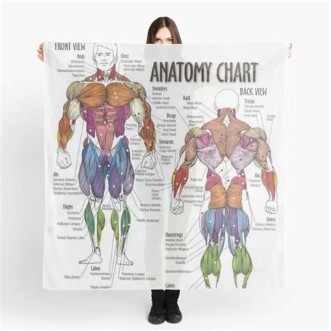 Anatomy Chart Muscle Diagram Scarf For Sale By Superfitstuff