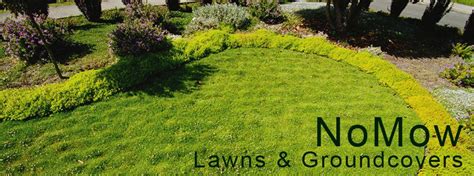 No Mow The Plants Ground Cover Plants Landscaping Plants Lawn