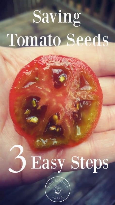 How to draw a tomato step by step follow along with our easy step by step drawing lessons. How To Save Tomato Seeds For Next Year | You Should Grow