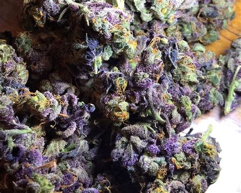 Granddaddy Purple Strain Juicy Berry Flavors And Classic Sedative Highs