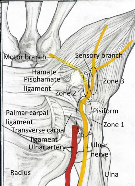 Guyons Canal Anatomy Pictures Ehealthstar