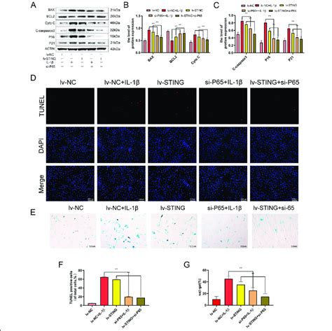 Sting Induces Chondrocyte Senescence And Apoptosis Via Nf κb