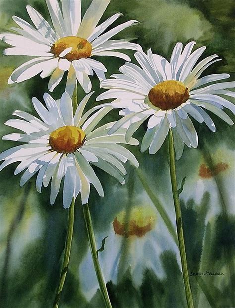 Sharon Freeman Watercolor Daisy Painting Floral Watercolor Flower Painting