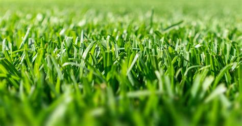 Turfgrass Types Comparisons And The Science Of Turfgrass Management