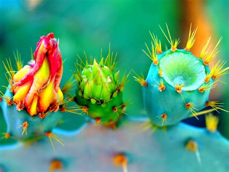 Colorful Sonoran Desert 162 Flower Wallpaper Cactus Flower Cactus